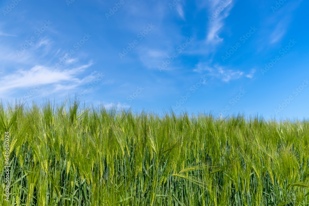 agricultural field with green cereals in summer agricultural field with green cereals in summer