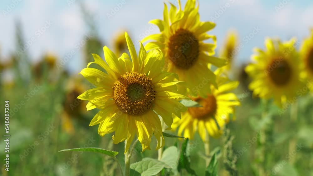Sunflower field with cloudy blue sky Sunflower field with cloudy blue sky