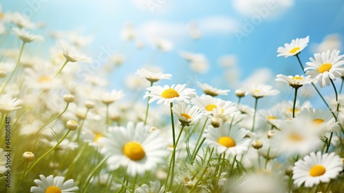 a chamomile meadow, with delicate white flowers swaying in a gentle breeze, invoking serenity and relaxation © ishtiaaq