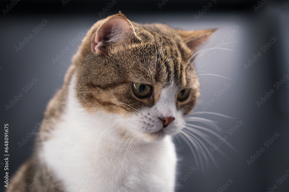 brown cat sitting on the black table and looking out side. brown cat sitting on the black table and looking out side.