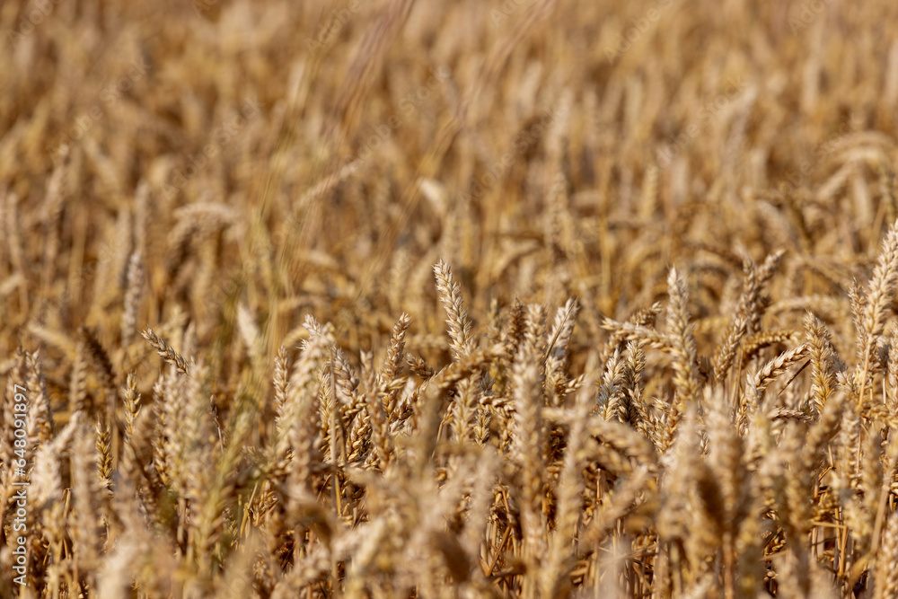 Fototapeta premium ready for harvesting dry wheat harvest
