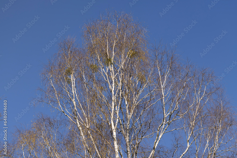 a birch tree without foliage in the spring season a birch tree without foliage in the spring season