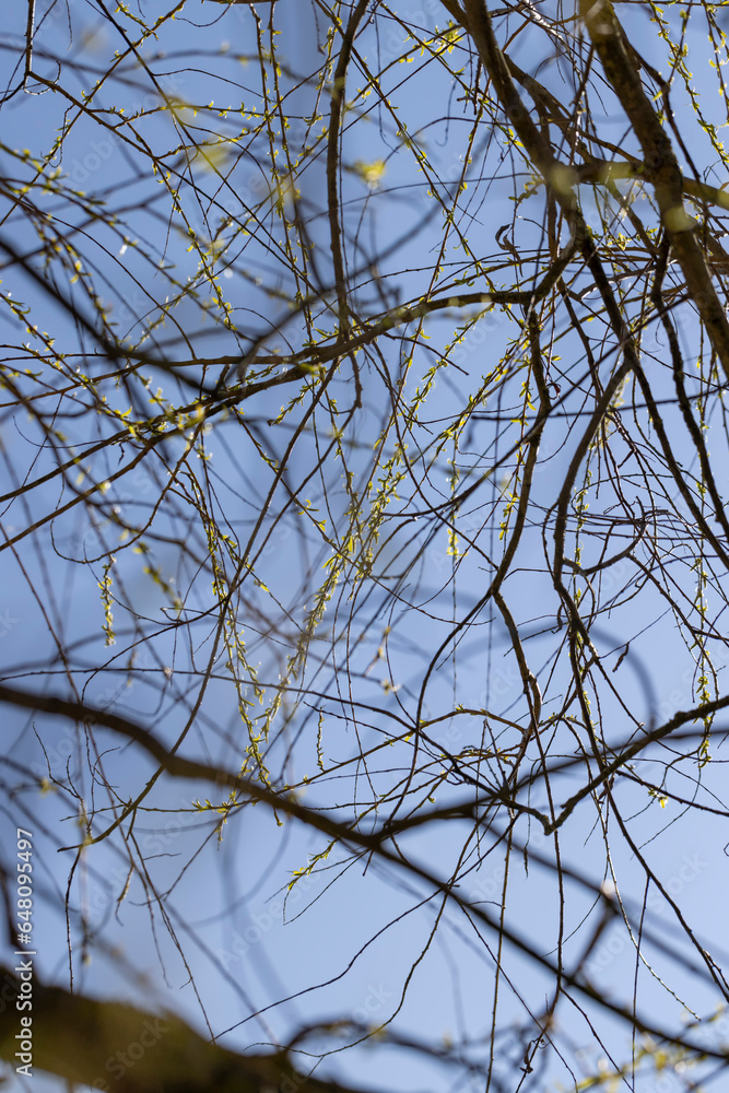 leafless willow trees in the spring season leafless willow trees in the spring season