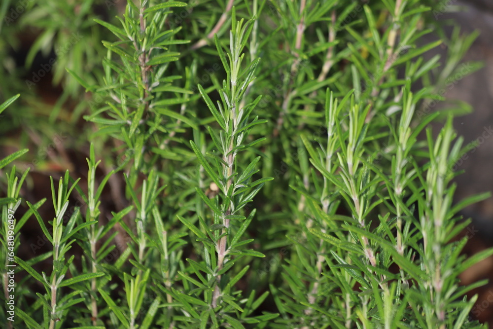 Salvia rosmarinus. Freshly trimmed rosemary plant. Close up. Salvia rosmarinus. Freshly trimmed rosemary plant. Close up.
