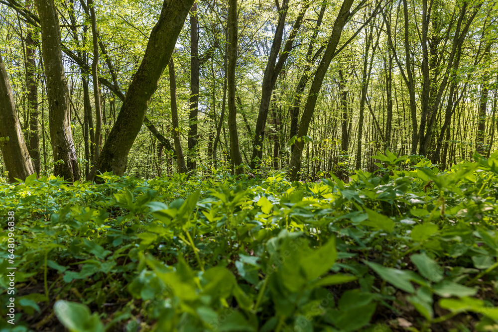Fototapeta premium young foliage on deciduous trees in the forest in the spring season