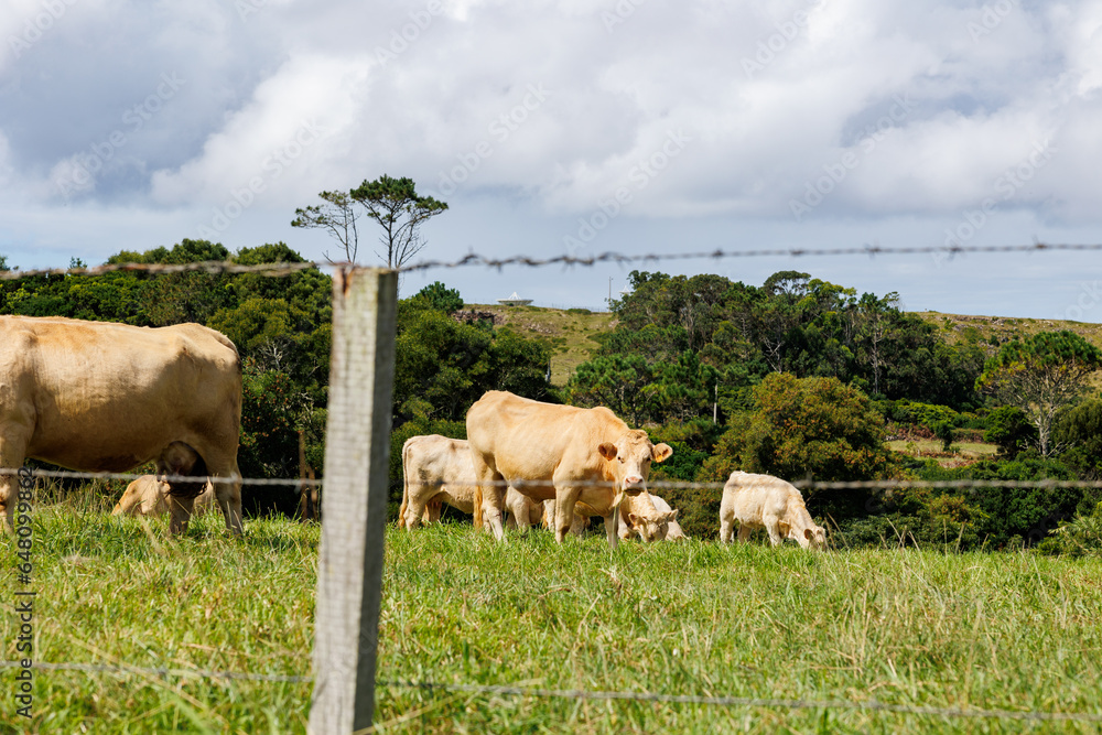 Obraz premium Cows on pasture, Azores islands, Portugal.
