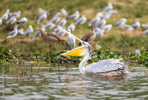 Pelican fishing in the water photo