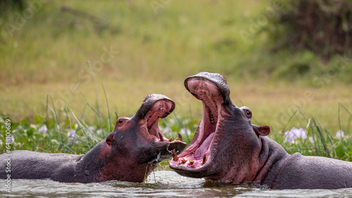 Mother Hippo teaching its baby Hippo to fight and stand ground in the water so that it can become strong when it grows up and face contenders.