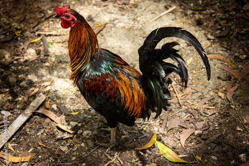 Colorful rooster in Siquijor Phlippines. photo