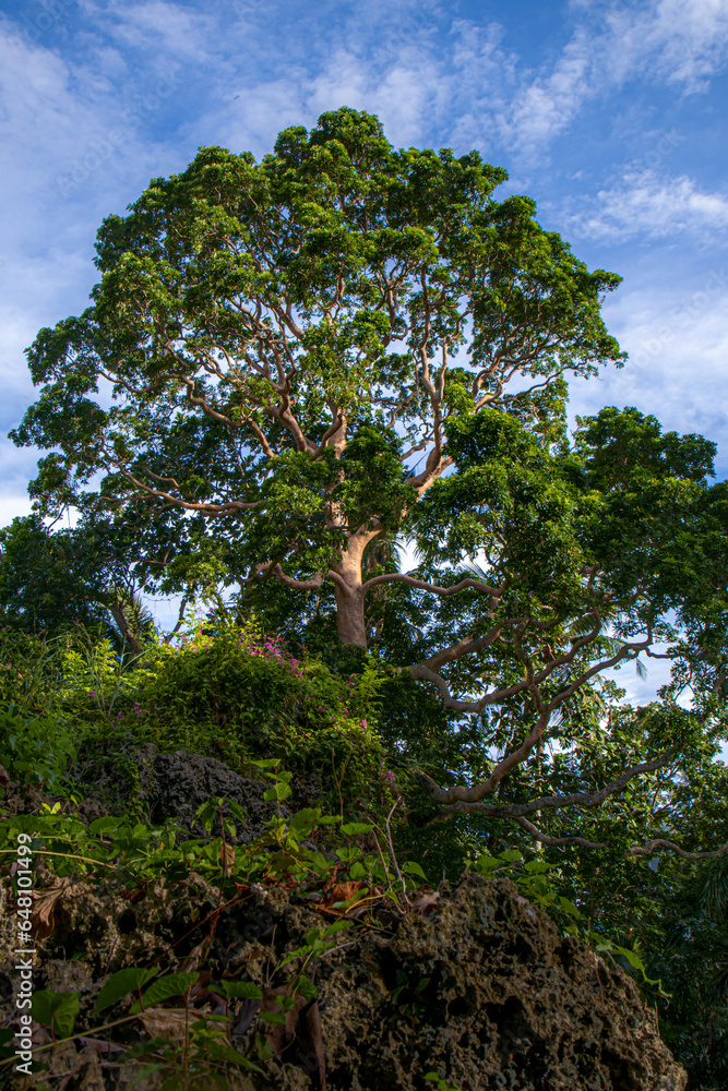 Fototapeta premium Gigantic tree in Siquijor Philippines.