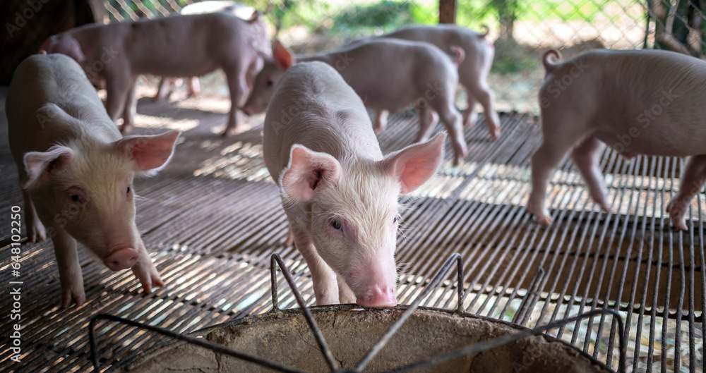 Portrait of a cute small piglet on the farm. group of mammals waiting for feed. swine in the stall. Portrait of a cute small piglet on the farm. group of mammals waiting for feed. swine in the stall.