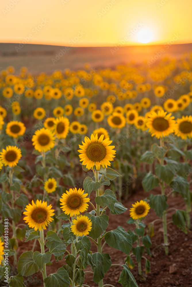 Fototapeta premium Endless sunflower field landscape extending to the horizon at sunset