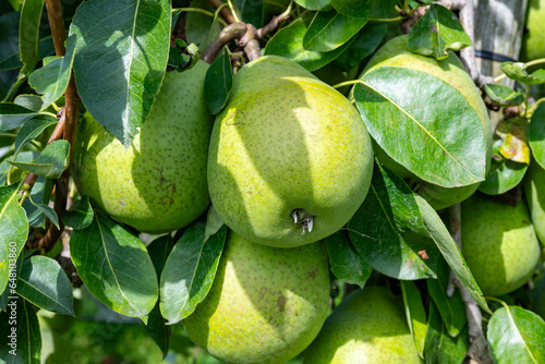 Green organic orchards with rows of Concorde pear trees with ripening fruits in Betuwe, Gelderland, Netherlands photo