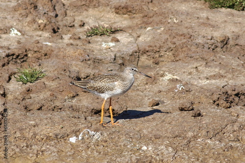 Redshank standing on mudflat