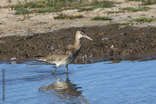Long beaked wading bird close up