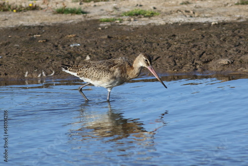 Long beaked wading bird close up