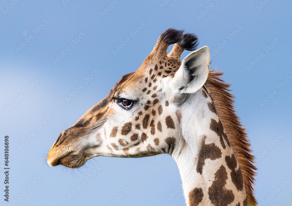 African GIraffe from the savannah of masaimara, kenya African GIraffe from the savannah of masaimara, kenya