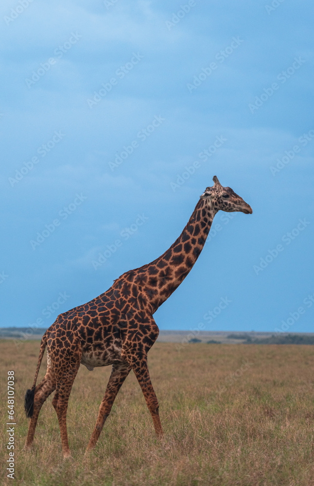 Obraz premium African GIraffe from the savannah of masaimara, kenya