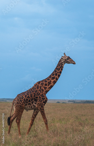 African GIraffe from the savannah of masaimara, kenya