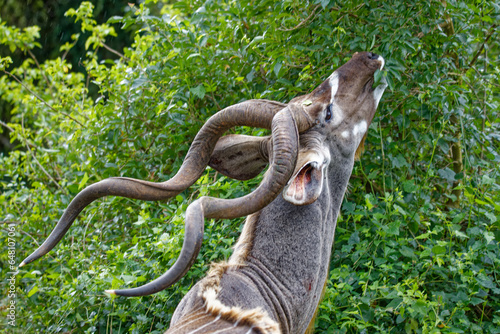 Foto Kap-Großkudu