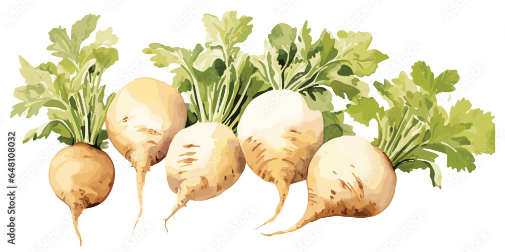 watercolor fresh jicama clipart for graphic resources Stock Vector