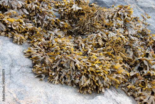 Brown algae fucus on a stone close-up photo