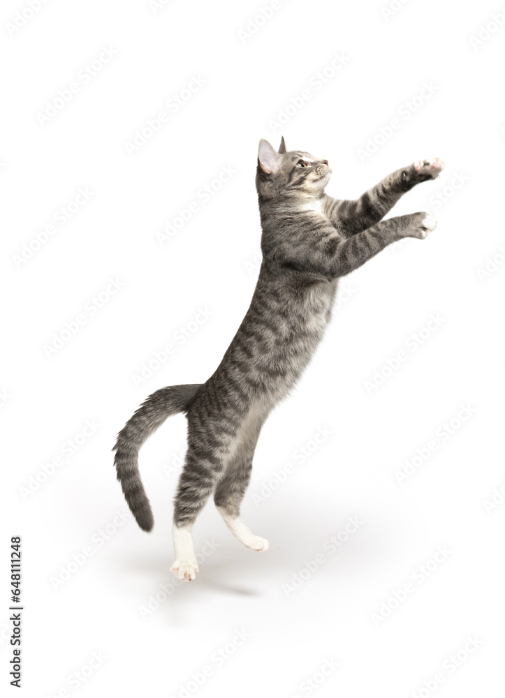 Gray and white kitten on white