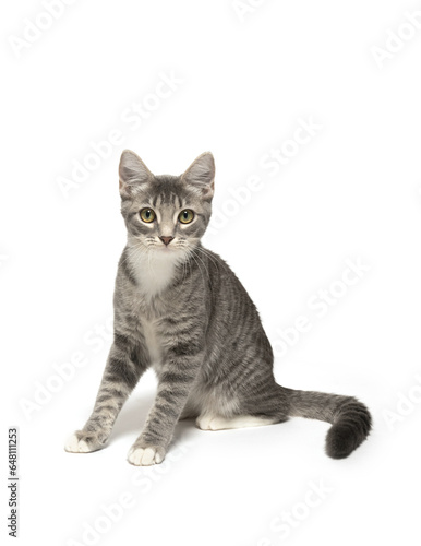 Obraz na płótnie Cute gray kitten on white w salonie