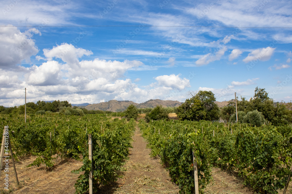 Vineyard on a summer day in Sicily with blue skies and hills in the background