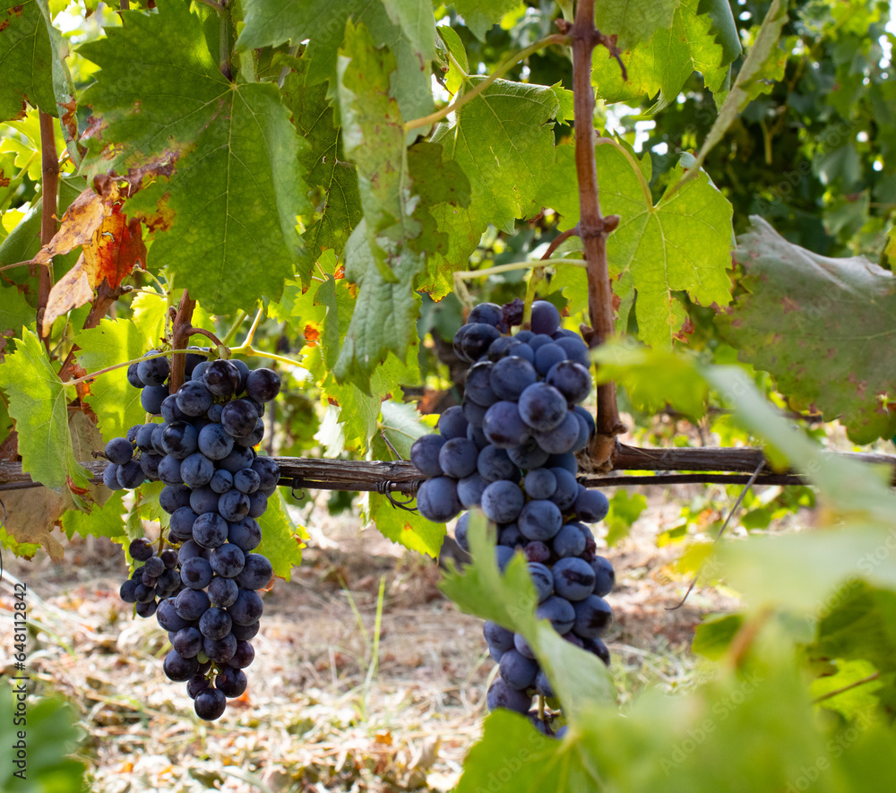 Ripe grapes on a vine in Italy