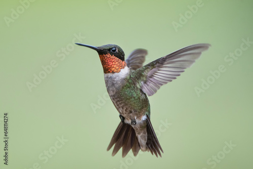Ruby Throated Hummingbird Hovering in Louisiana Garden