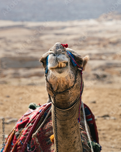 Close-up portrait of the face of a camel or dromedary sitting on the sand in the middle of the desert. In the background are the Pyramids of Giza, including Cheops, Chephren and Mykerinos.