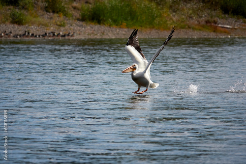 Grand Teton national park, lake, pelican fishing photo