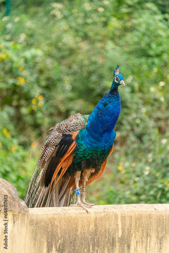 Obraz premium Pfau - Pavo cristatus