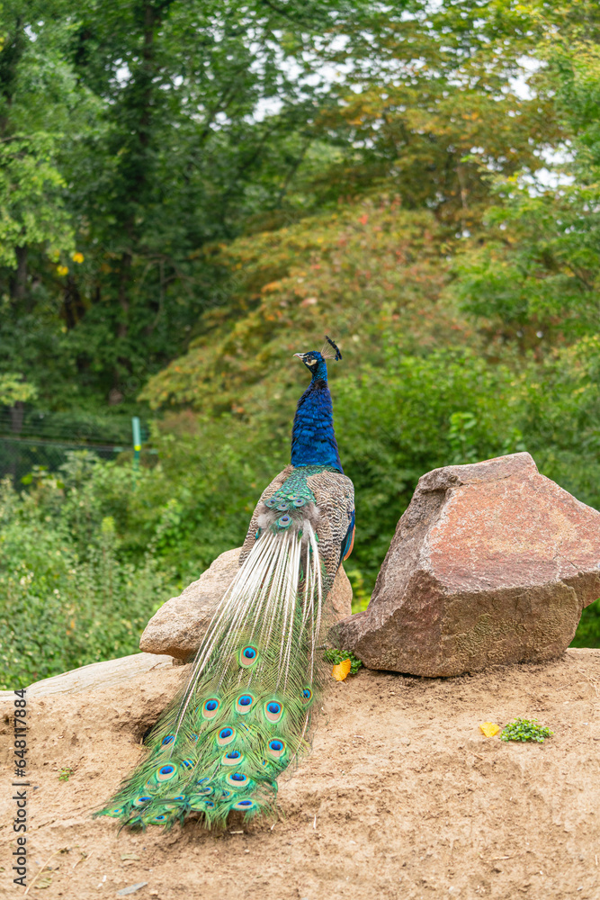 Obraz premium Pfau - Pavo cristatus