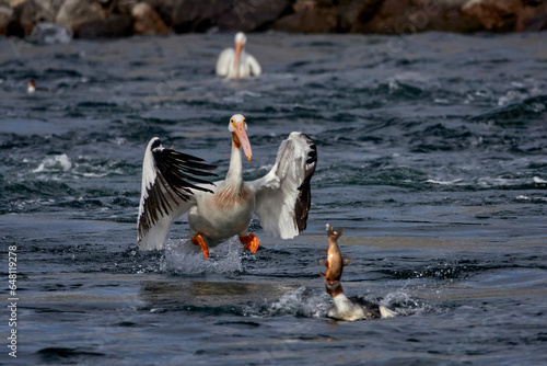 Grand Teton national park, lake, pelican fishing photo