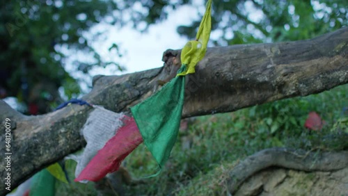 Baby Monkey Hanging On Prayer Flags - Slow Motion