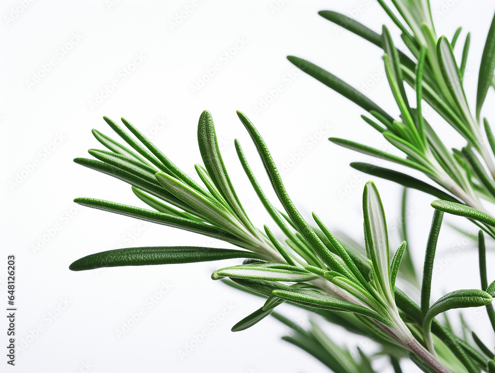 Fototapeta premium branch of rosemary on white background