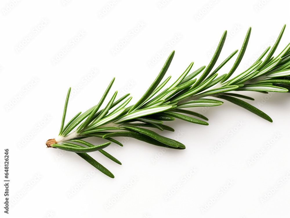 Fototapeta premium branch of rosemary on white background