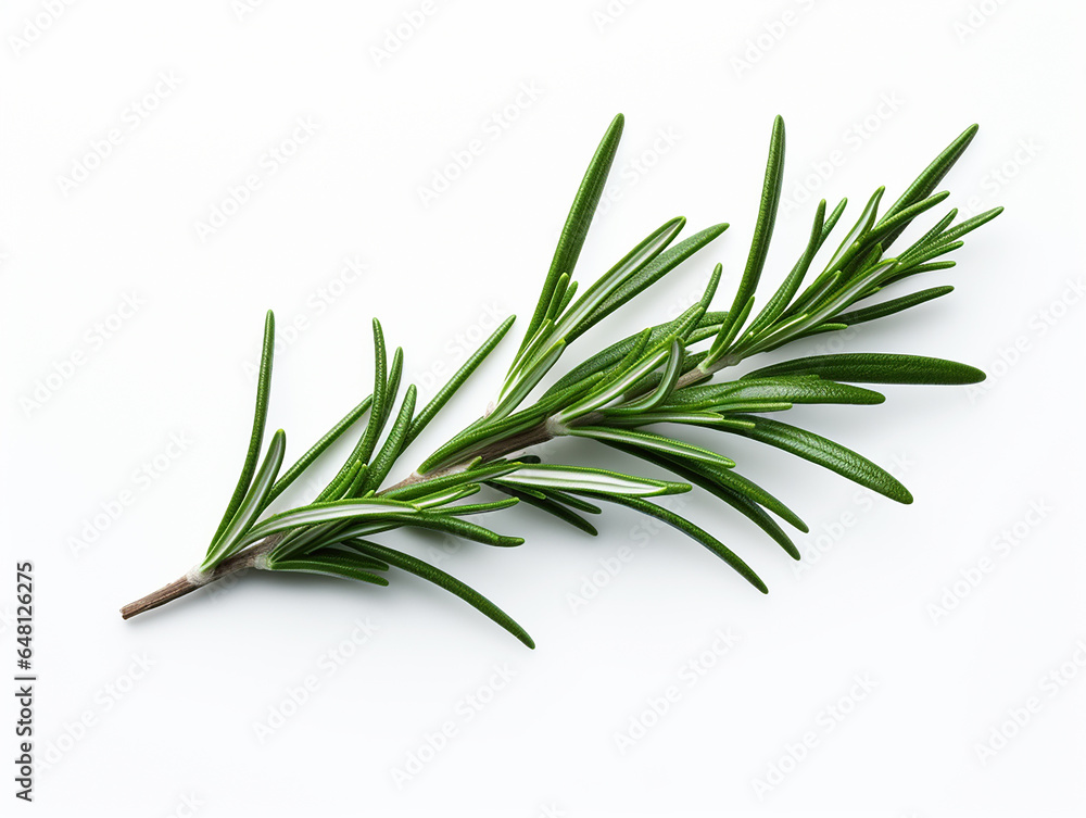 Fototapeta premium branch of rosemary on white background