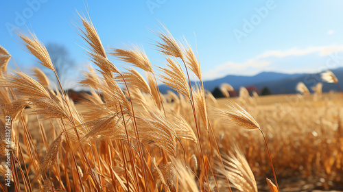 A vast field of switchgrass swaying