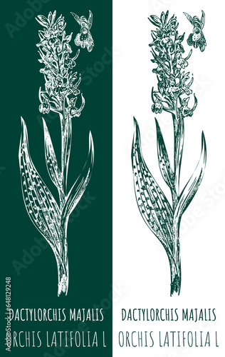 фотографія Drawings DACTYLORCHIS MAJALIS