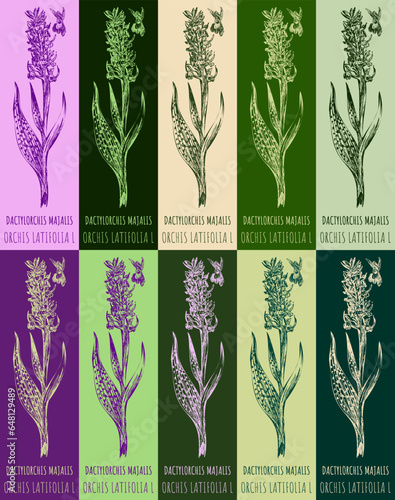 Set of vector drawing of DACTYLORCHIS MAJALIS in various colors. Hand drawn illustration. Latin name ORCHIS LATIFOLIA L.