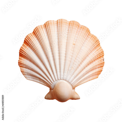 fresh shell scallop on wood board