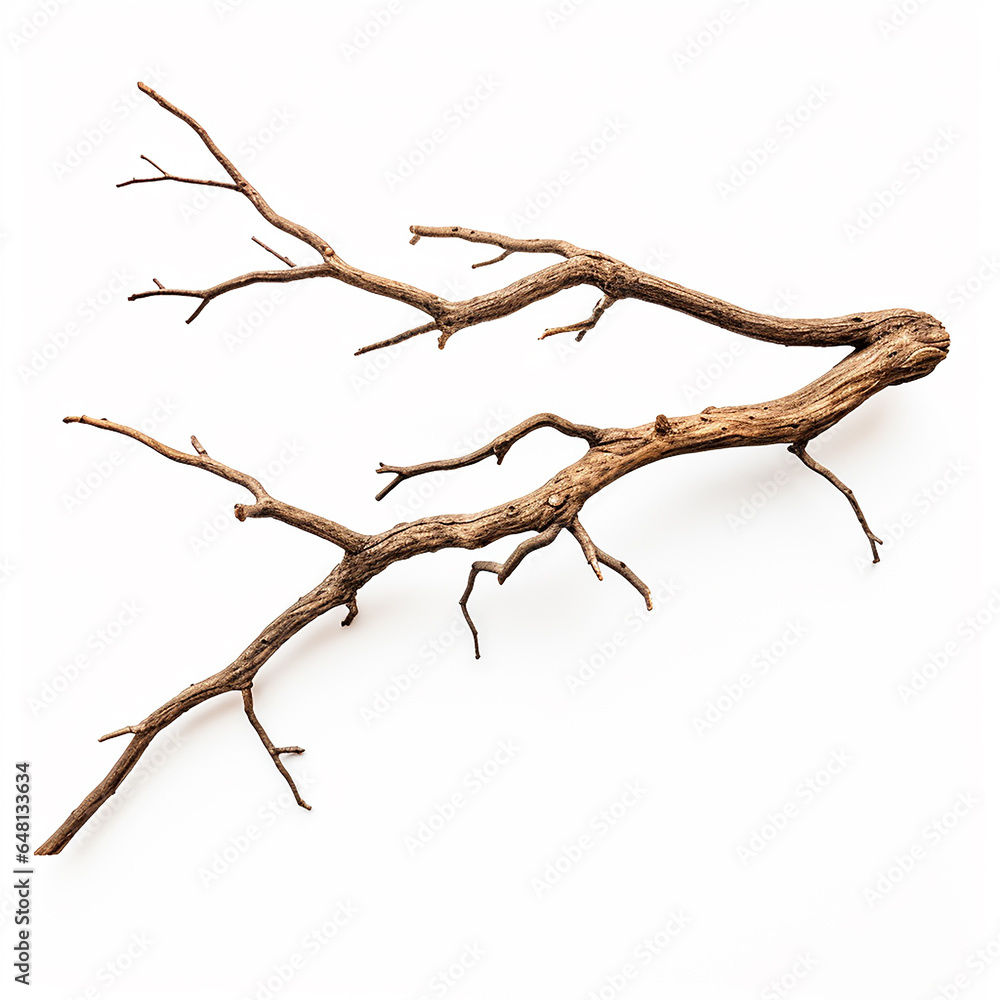Dry tree branch isolated on white background Dry tree branch isolated on white background