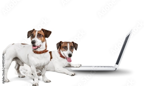 Fototapeta Naklejka Na Ścianę i Meble -  Dog ordering online using laptop