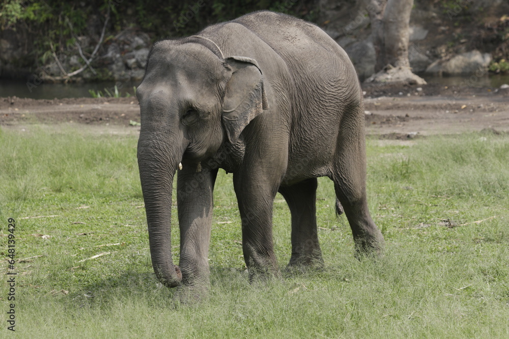 One Indian Elephant Stroll on grassland in a Sunny day