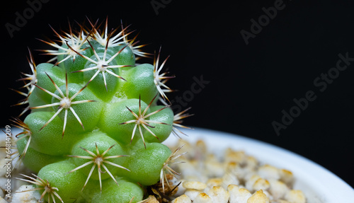 Green Coryphantha black background photo