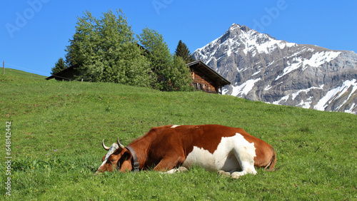 Sleeping cow on a green meadow, mountain and hut. photo