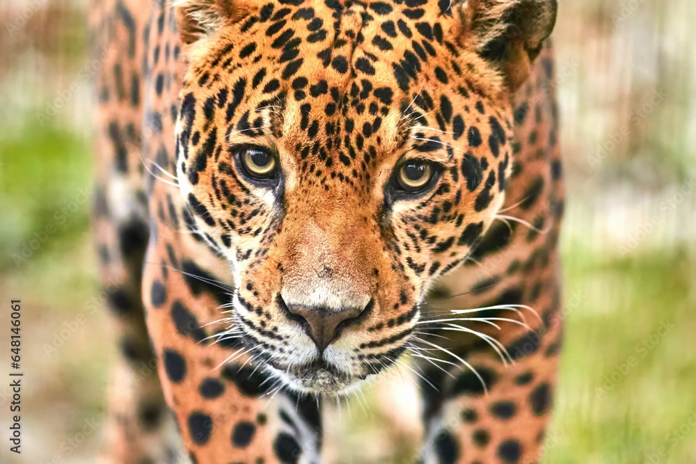 Obraz premium Jaguar in the jungle. Jaguar in natural habitat